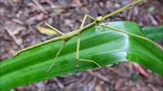 Strong Stick Insect by Sharon McGrigor 2