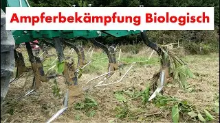 Ampferbekämpfung, Wurzelunkraut nachhaltig kontrollieren