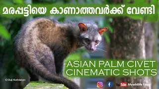 Asian Palm Civet I മരപ്പട്ടി I Cinematic Shots I Watch Full HD I Super Slowmotion 180 FPS I Kerala