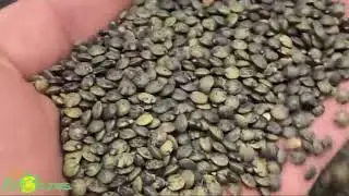 Biotopes &agrave; Auberive, Triage de lentille alimentaire !