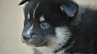 Pomsky puppies playing at four weeks old!
