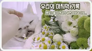 내 고양이와의 마지막 밤...그리고 아침이 밝았다.#펫로스#무지개다리#안녕뿌꾸