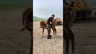A Foal&rsquo;s Affection for Its Owner