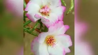🌸🌼Flower photo gallery part-3 | Table rose special | 🌺🌷🌹🌸🥀