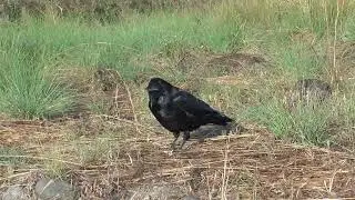 X0123　Oita River - MON is curious about Birds of Prey (Wild Carrion Crow)
