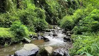 Soothing river sound around silent leafy river scenery helping deeper deep sleep with calm breathing