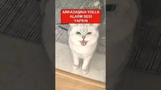 Kedi miyav alarmı - Kedi &ccedil;ağırma sesi #kedisesi #miyavlama