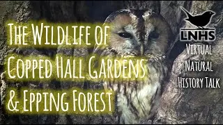 The Wildlife of Copped Hall Gardens and Epping Forest
