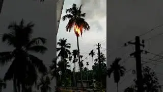 Coconut tree on Fire !! Yesterdays Minal effect!! Lightning after effect  # shorts #