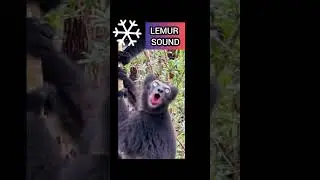Animal sounds lemur