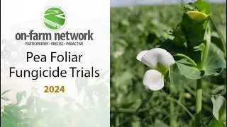 2024 On-Farm Network Results series: Pea Fungicide Trials