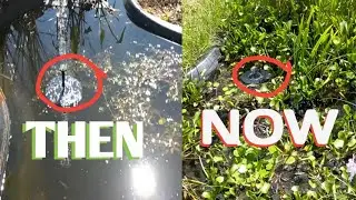 Amazon solar-powered water pump fountain in pond