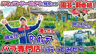 【🌹バラ&パンジービオラの新番組🌹】何ここｯ!?規模の大きさにビックリな【バラ専門店 PLANTS】に行ってみたら・・【ローズレスキュー!】