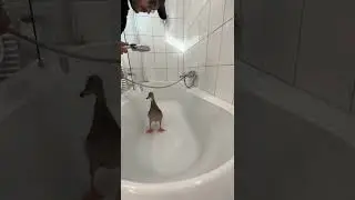 Wow!#shorts  #duck #bathing #bathdub #cute