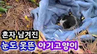 혼자 남겨진 눈도 못뜬 아기고양이