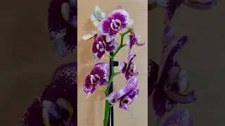 Посмотреть на красоту😍, Дрим Даймонд (Dream Diamond)!
