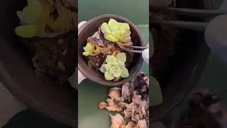 Calm Home Succulents 🌵 Stress Free Indoor Plant Care for Busy Homes