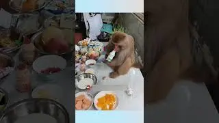 This monkey refuses food from tourists #shortvideo #animals #healing #shorts #monkey