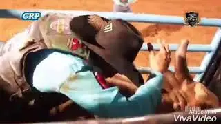 Touro rei da safra do tercio Miranda