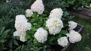 Гортензия метельчатая SUMMER SNOW