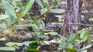 Spotted a Gator! Tiger Bay State Forest