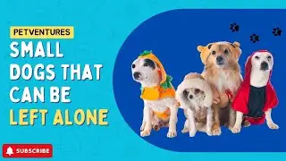10 лучших маленьких собак, которых можно оставить одних на весь день | Независимые компаньоны!