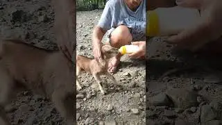 bottle feeding to a baby goat #provincelife #animallover #dailyvlog