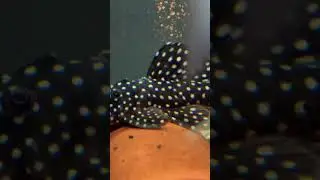 Galaxy Pleco Having A Silent Night With His Angel Friends✨😇