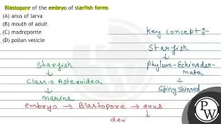 Blastopore of the embryo of starfish forms (A) anus of larva (B) mouth of adult (C) madreporite ...