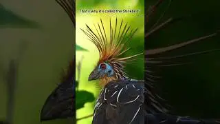 This Bird&rsquo;s Chicks Have Claws on Their Wings! 😱 | Hoatzin #shortsfeed #explore @MrBeast
