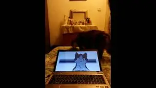 HOW CAT FADO KILLS MY LAPTOP