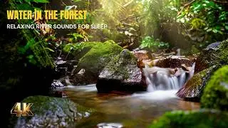 Gentle Spring Water in the Forest 🌿 Relaxing River Sounds for Sleep