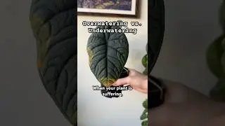 How can you tell if your plant is being overwatered or underwatered? 🤔🪴 #plantcare #plants #shorts