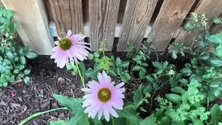 REVIEW OF CLIMBING ROSE SEEDS FROM INSIPIRE (Do not seem to grow)