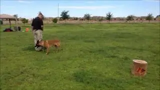 Example of K9 Obedience   www.AlphaK9.org