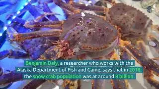 Snow Crabs a No Show Alaskan Crab Harvest Cancelled