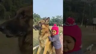 #germanshepherd #trending #funny #comedy #love #like #shorts#status #viral#video#trending #gsdlover