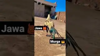 Beautiful Jawa Aseel Murga #aseel #aseelmurga