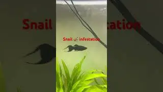 Snail 🐌 infestations