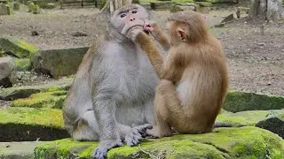 Really unbelievable Monkey King Mark adopts monkey Leo as his son, and Leo helps massage Daddy Mark.