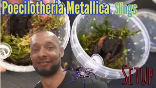 Poecilotheria Metallica sling setup #gooty #fyp #subscribe