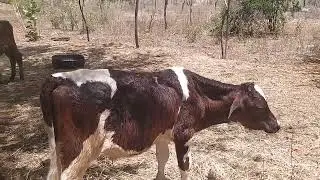 Adapta&ccedil;&atilde;o de bezerros magros e dietas para engordar 
