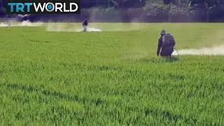 Круглый стол: Необходимы ли пестициды для производства продуктов питания?