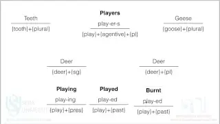 Portmanteau Morphs