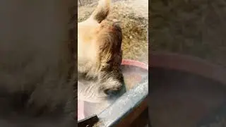 ASMR Animal Chores #asmr #funny #funnyanimals #funny #cute