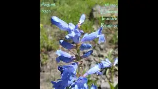 Water Element Intuitive Reading, August 2024: Cycles, Dark before dawn, Divine Timing
