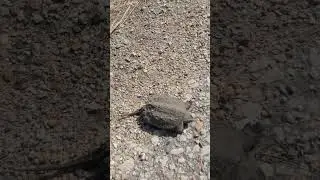 Спасение детеныша каймановой черепахи
