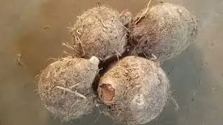 কি কচু হয় জনাব চুন 