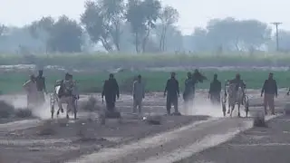 January 25, 2026 _ قطب پور _ New video Dil Dil Pakistan bail race _ viral video _bull race _videos