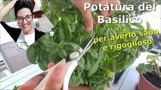 Potatura del Basilico: Il segreto per una crescita sana e rigogliosa